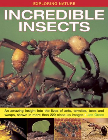 Exploring Nature: Incredible Insects: An Amazing Insight into the Lives of Ants, Termites, Bees and Wasps, Shown in More Than 220 Close-up Images - Jen Green [KSIĄŻKA]