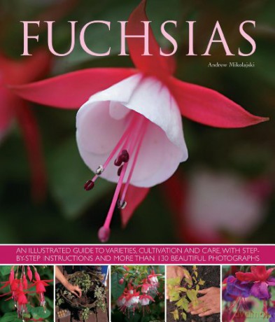Fuchsias: An Illustrated Guide to Varieties, Cultivation and Care: An Illustrated Guide to Varieties, Cultivation and Care, with Step-By-Step Instructions and More Than 130 Beautiful Photographs - Andrew Mikolajski [KSIĄŻKA]