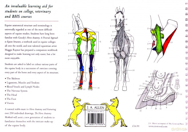 Horse Anatomy Workbook: A Learning Aid for Students Based on Peter Goody's Classic Work, Horse Anatomy (Allen Student) - Raynor [KSIĄŻKA]