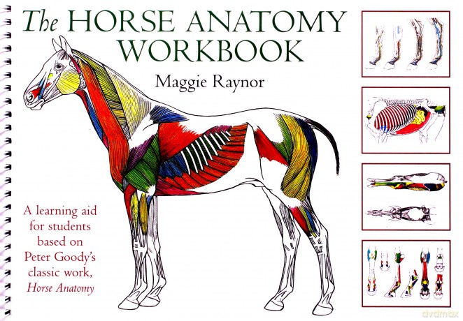 Horse Anatomy Workbook: A Learning Aid for Students Based on Peter Goody's Classic Work, Horse Anatomy (Allen Student) - Raynor [KSIĄŻKA]