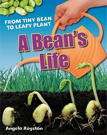 A Bean's Life (White Wolves Non Fiction) - Angela Royston [KSIĄŻKA]
