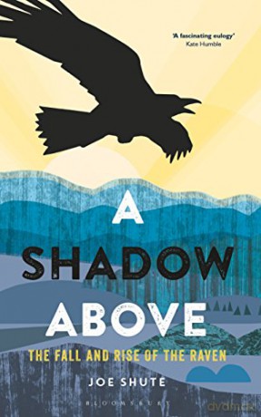 A Shadow Above: The Fall and Rise of the Raven - Joe Shute [KSIĄŻKA]