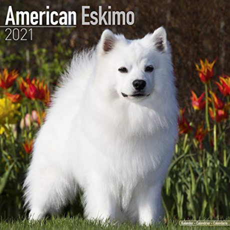 American Eskimo 2021 Calendar (Square) [KSIĄŻKA]
