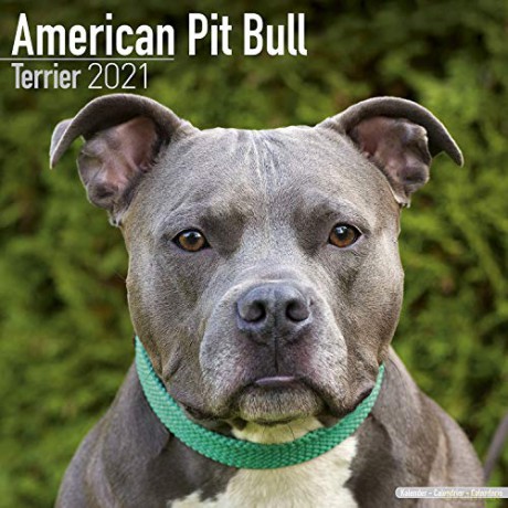 American Pit Bull Terrier 2021 Calendar (Square) [KSIĄŻKA]