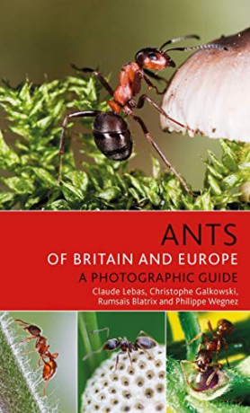 Ants of Britain and Europe - Claude Lebas [KSIĄŻKA]