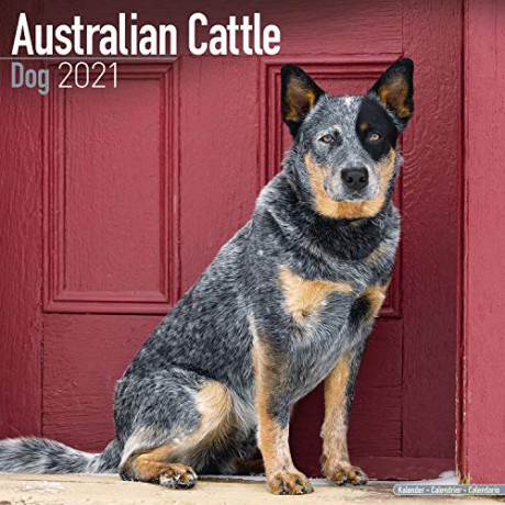 Australian Cattle Dog 2021 Calendar (Square) [KSIĄŻKA]
