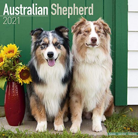 Australian Shepherd 2021 Calendar (Square) [KSIĄŻKA]