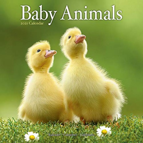 Baby Animals 2021 Calendar (Square) [KSIĄŻKA]