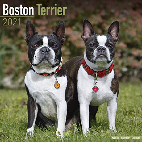 Boston Terrier 2021 Calendar (Square) [KSIĄŻKA]