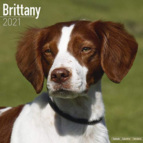 Brittany 2021 Calendar (Square) [KSIĄŻKA]
