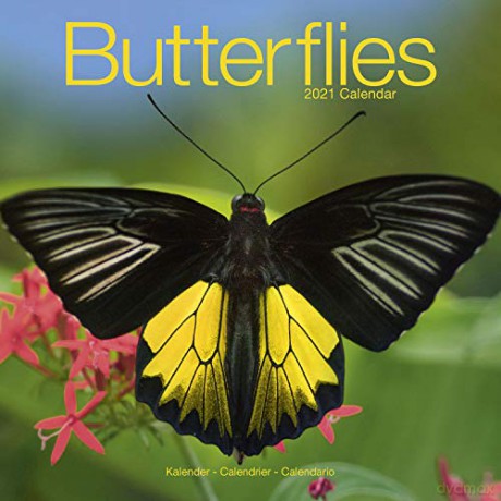 Butterflies 2021 Calendar (Square) [KSIĄŻKA]