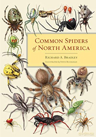 Common Spiders of North America - Richard A. Bradley [KSIĄŻKA]