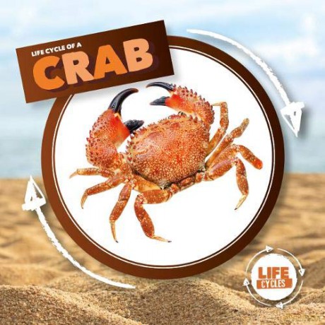 Crab (Life Cycle Of A) - Kirsty Holmes [KSIĄŻKA]