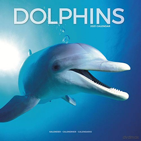 Dolphins 2021 Calendar (Square) [KSIĄŻKA]