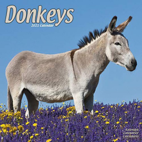 Donkeys 2021 Calendar (Square) [KSIĄŻKA]
