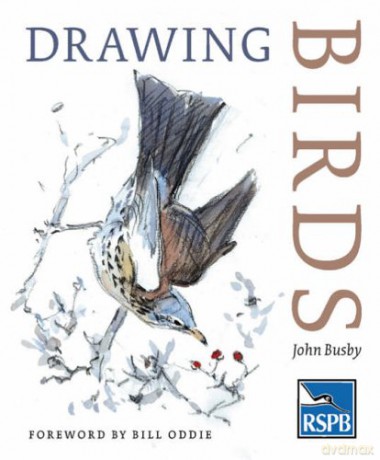 Drawing Birds (RSPB) - John Busby [KSIĄŻKA]