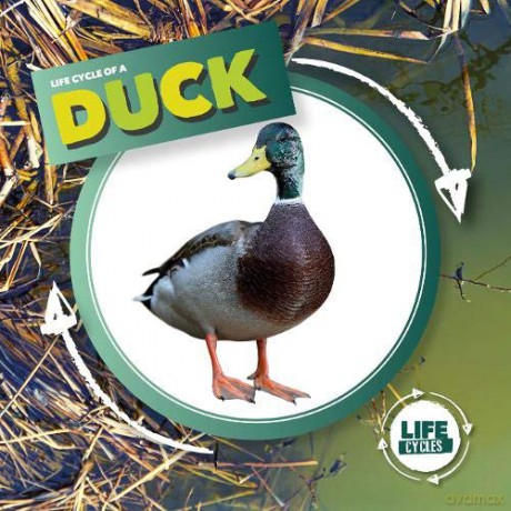 Duck (Life Cycle Of A) - Kirsty Holmes [KSIĄŻKA]