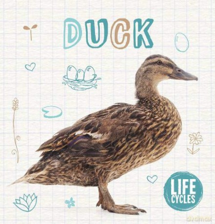 Duck (Life Cycles) - Shalini Vallepur [KSIĄŻKA]