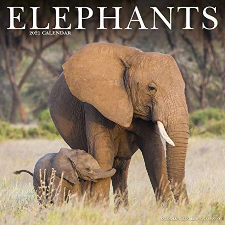 Elephants 2021 Calendar (Square) [KSIĄŻKA]