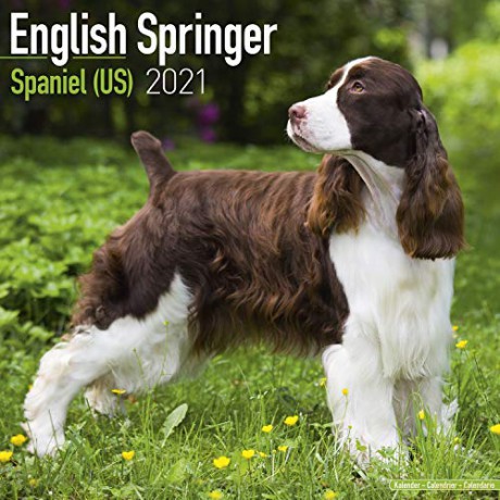 Eng Springer Spaniel (US) 2021 Calendar (Square) [KSIĄŻKA]