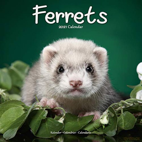 Ferrets 2021 Calendar (Square) [KSIĄŻKA]