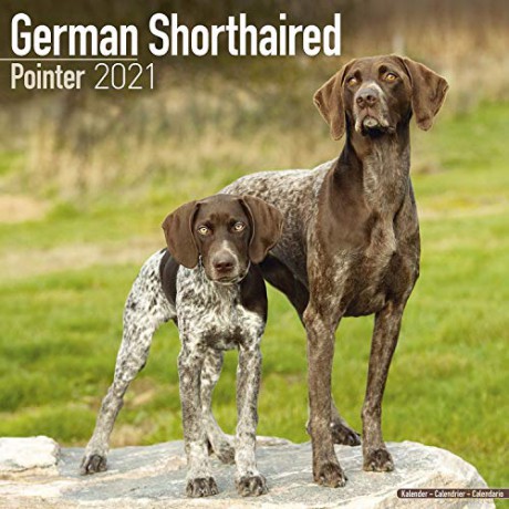 German ShortHair Pointer 2021 Calendar (Square) [KSIĄŻKA]
