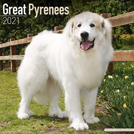 Great Pyrenees 2021 Calendar (Square) [KSIĄŻKA]