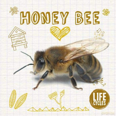 Honey Bee (Life Cycles) - Grace Jones [KSIĄŻKA]