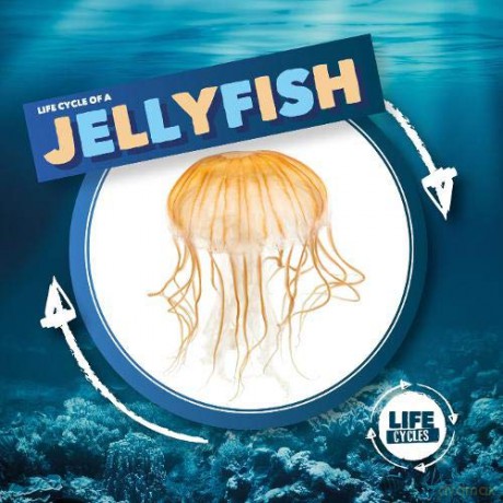 Jellyfish (Life Cycle Of A) - Kirsty Holmes [KSIĄŻKA]
