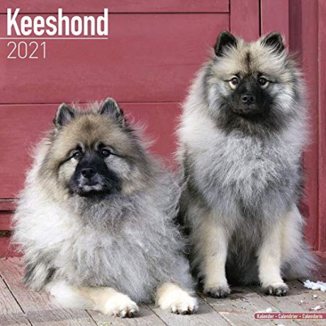 Keeshond 2021 Calendar (Square) [KSIĄŻKA]