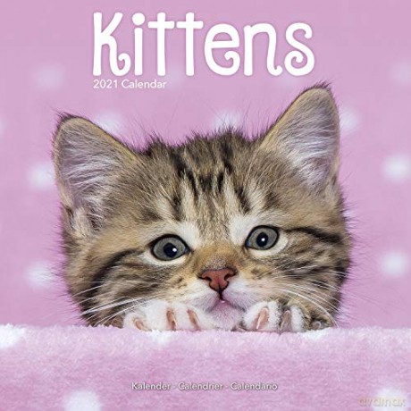 Kittens 2021 Calendar (Square) [KSIĄŻKA]
