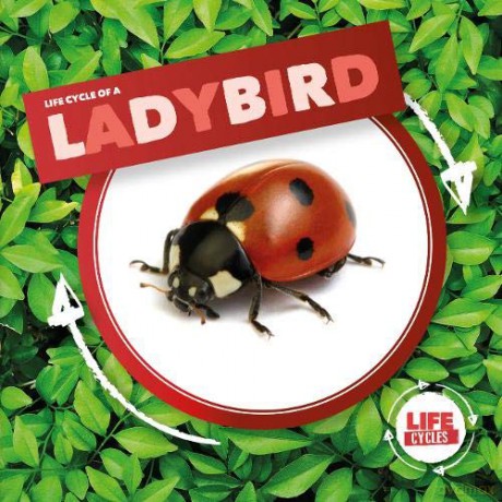 Ladybird (Life Cycle Of A) - Kirsty Holmes [KSIĄŻKA]