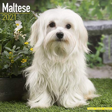 Maltese 2021 Calendar (Square) [KSIĄŻKA]