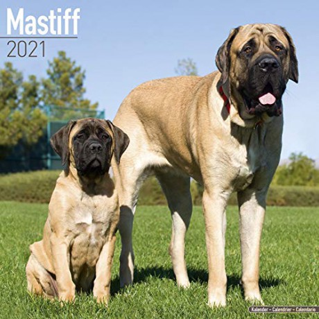 Mastiff 2021 Calendar (Square) [KSIĄŻKA]