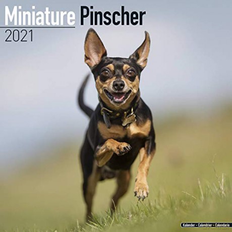 Miniature Pinscher 2021 Calendar (Square) [KSIĄŻKA]