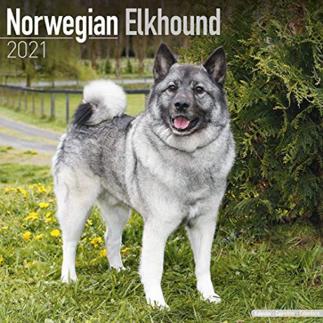 Norwegian Elkhound 2021 Calendar (Square) [KSIĄŻKA]