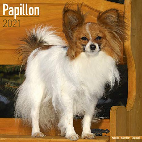 Papillon 2021 Calendar (Square) [KSIĄŻKA]