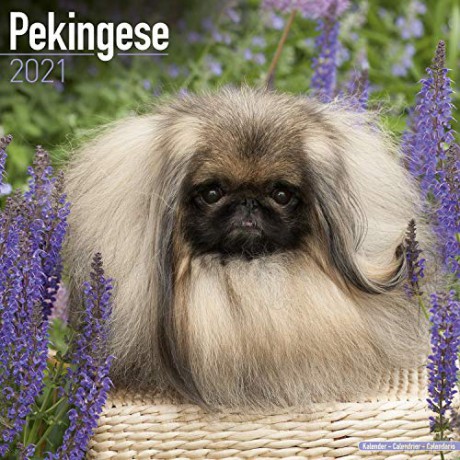 Pekingese 2021 Calendar (Square) [KSIĄŻKA]