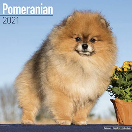 Pomeranian 2021 Calendar (Square) [KSIĄŻKA]