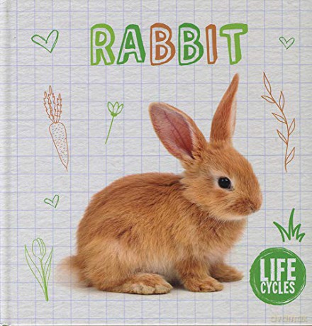 Rabbit (Life Cycles) - Shalini Vallepur [KSIĄŻKA]