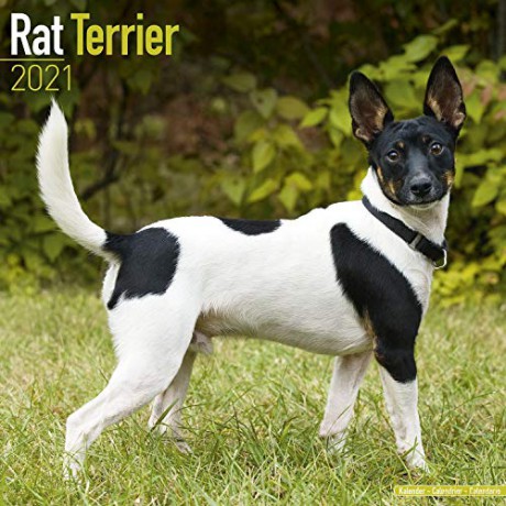Rat Terrier 2021 Calendar (Square) [KSIĄŻKA]