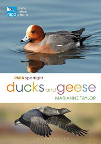 RSPB Spotlight Ducks and Geese - Marianne Taylor [KSIĄŻKA]
