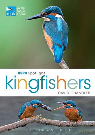 RSPB Spotlight Kingfishers - David Chandler [KSIĄŻKA]