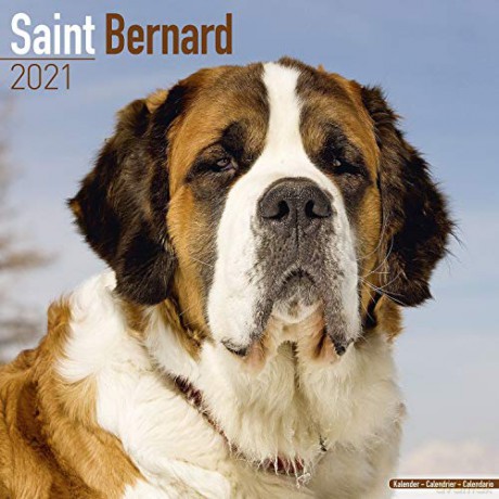Saint Bernard 2021 Calendar (Square) [KSIĄŻKA]