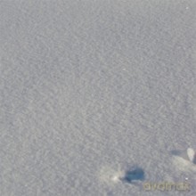 Sabine Vogel: Aus Dem Fotoalbum Eines Pinguins [CD]