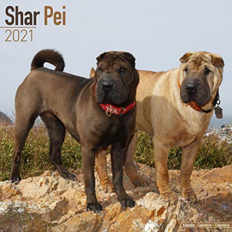 Shar Pei 2021 Calendar (Square) [KSIĄŻKA]