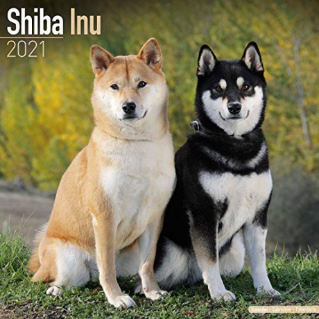 Shiba Inu 2021 Calendar (Square) [KSIĄŻKA]