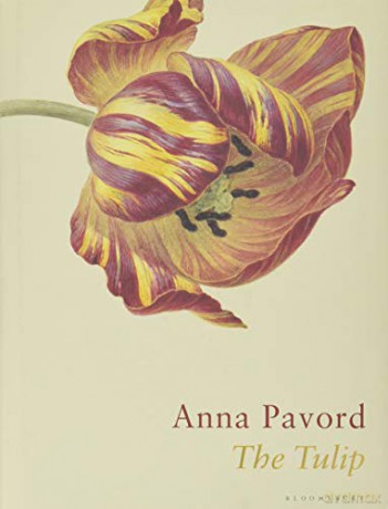 The Tulip: The Story of a Flower That Has Made Men Mad - Anna Pavord [KSIĄŻKA]