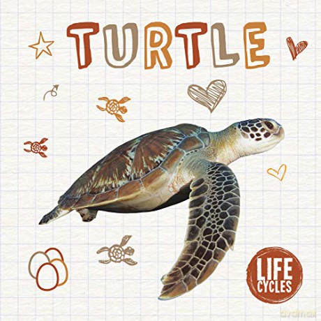 Turtle (Life Cycles) - Alex Brinded [KSIĄŻKA]