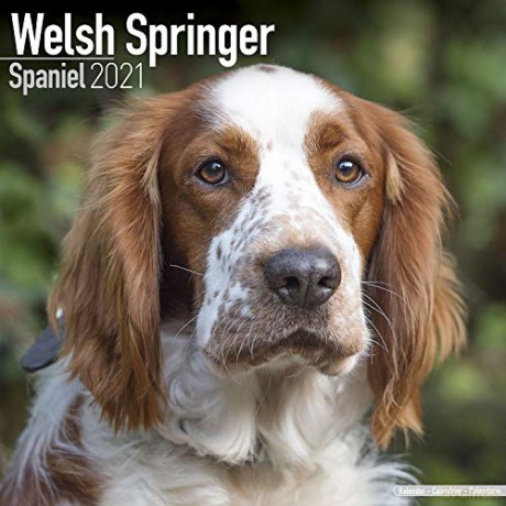 Welsh Springer Spaniel 2021 Calendar (Square) [KSIĄŻKA]